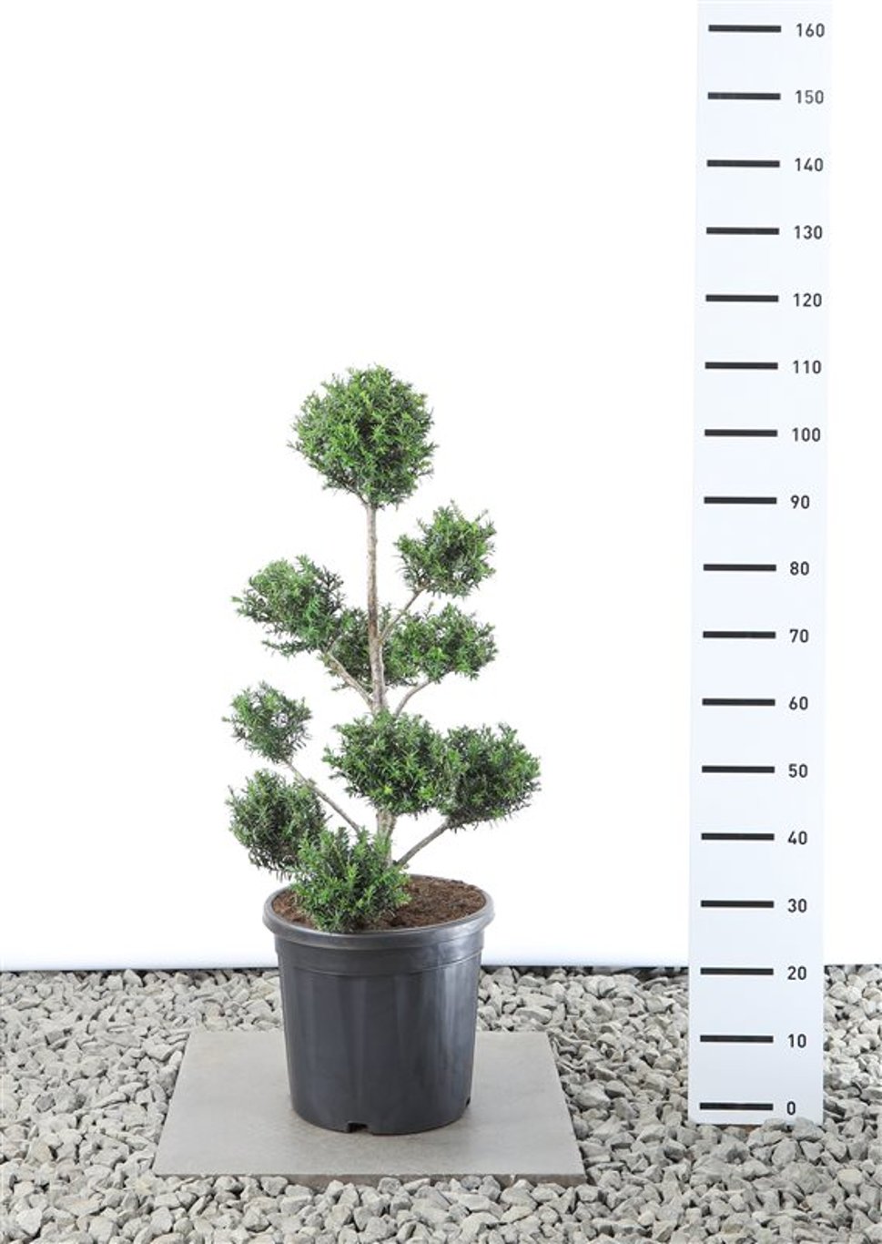 Taxus baccata - 60-80 CM PonPon Cont.